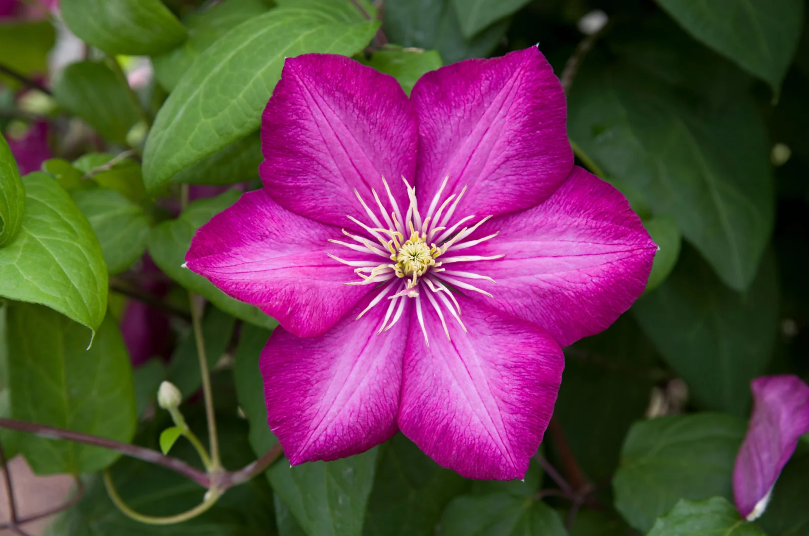 Flower of the pink clematis