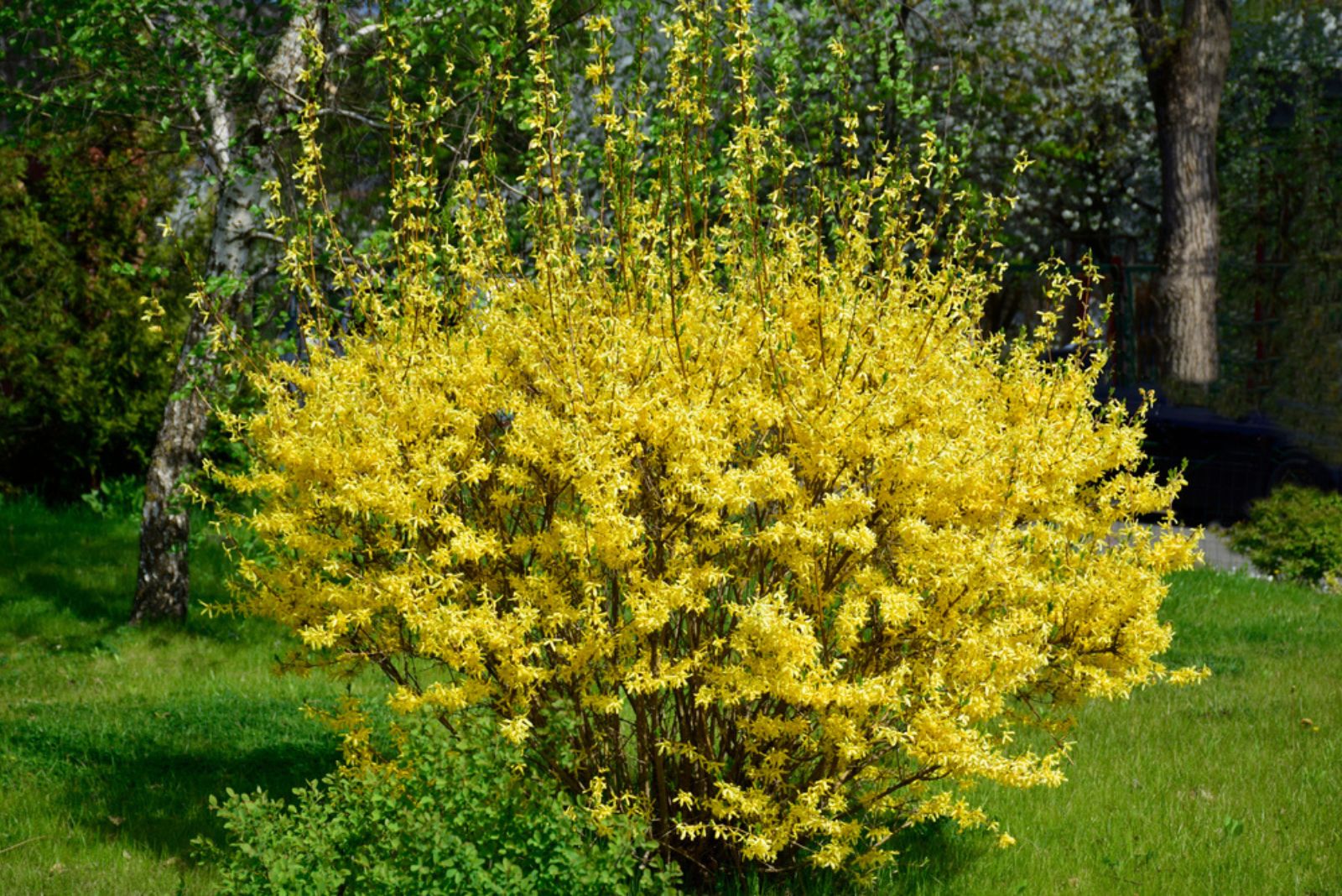 Forsythia flowers in front of with green grass and dark green bushes