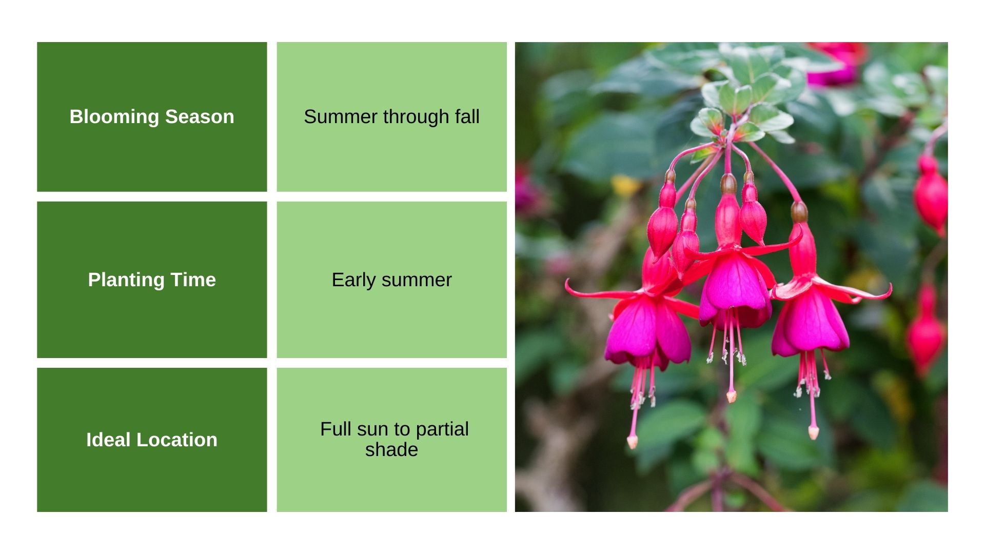 Fuchsia info chart and plant photo