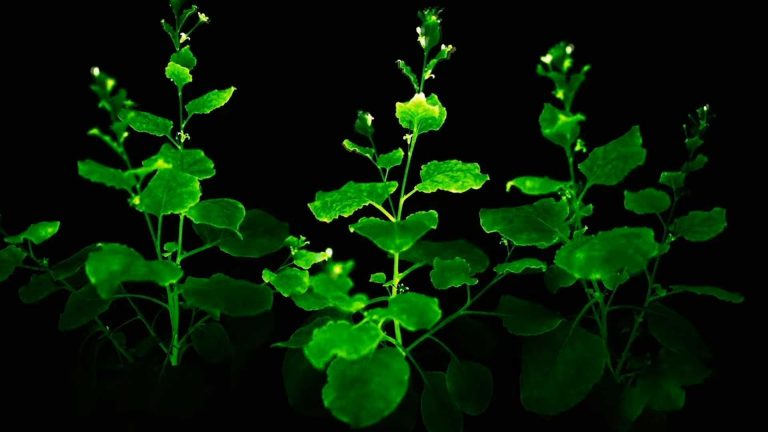 photo of glow in the dark houseplant