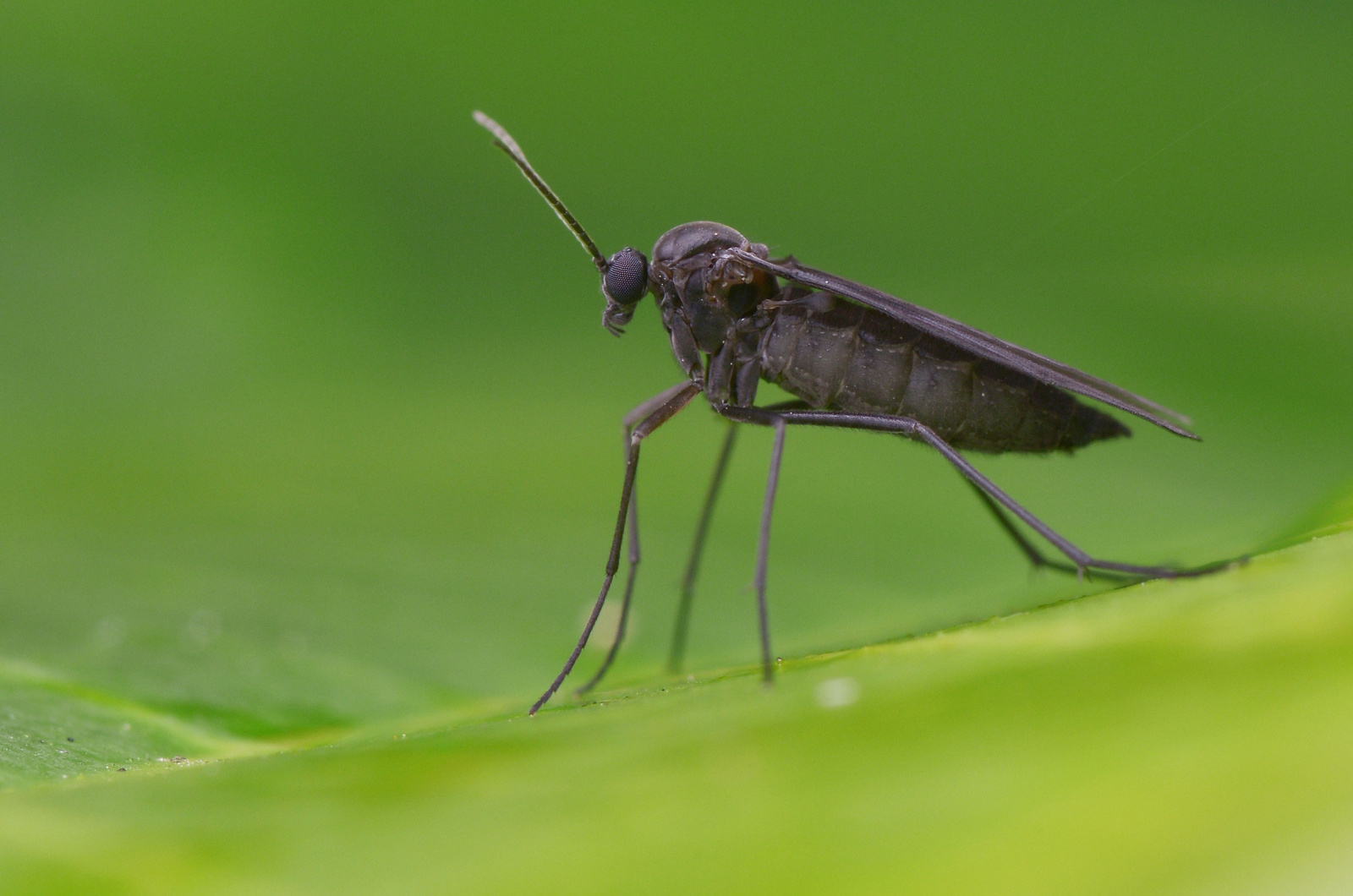 Gnat on a green plant