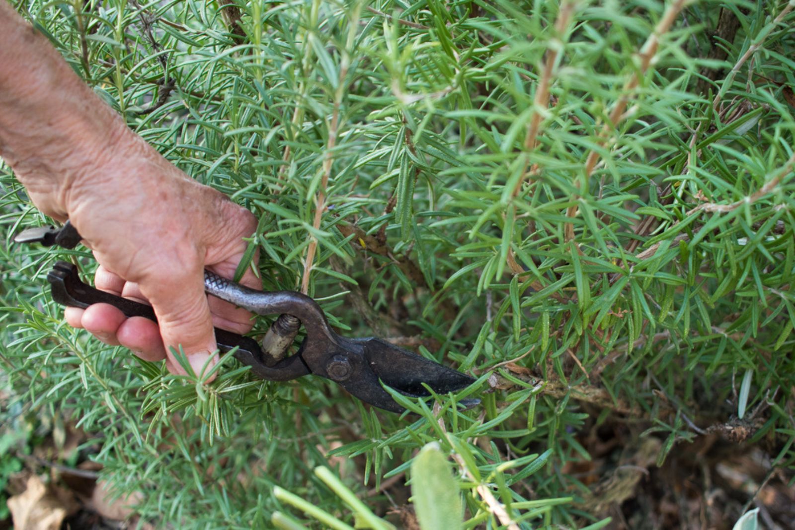 Hand of lady cutting a spring of rosemary from her herb garden