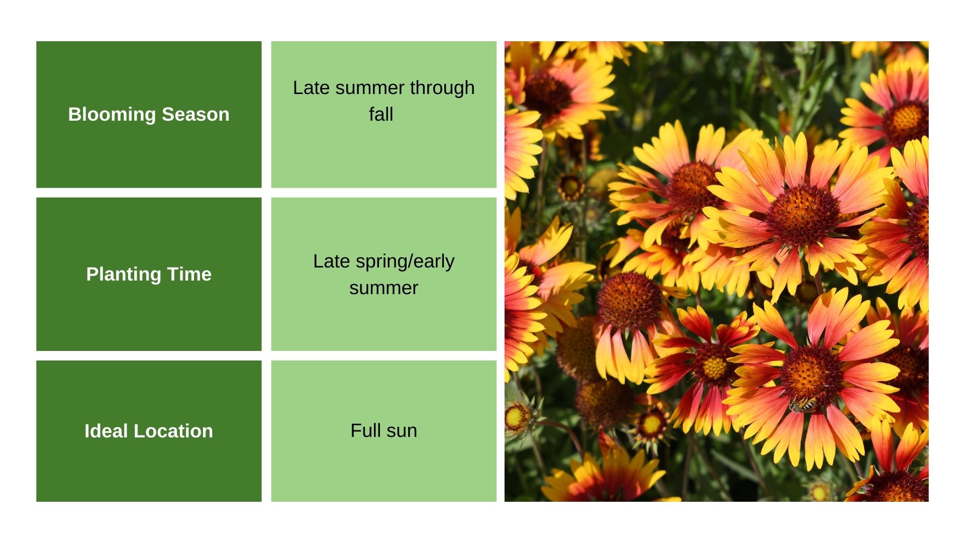 Helenium info chart and plant photo