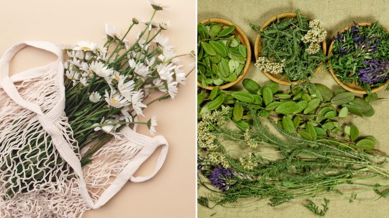 how to dry herbs