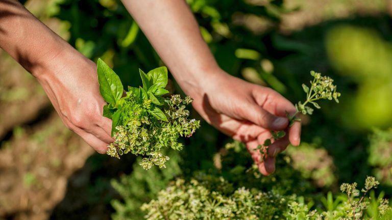 the best way to harvest oregano from your garden