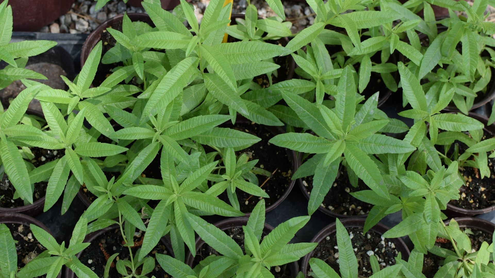 Here’s Why You Should Plant Lemon Verbena Near Your Sitting Areas