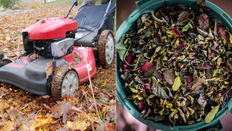 you shouldnt rake leaves