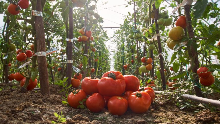 Tomatoes on the field