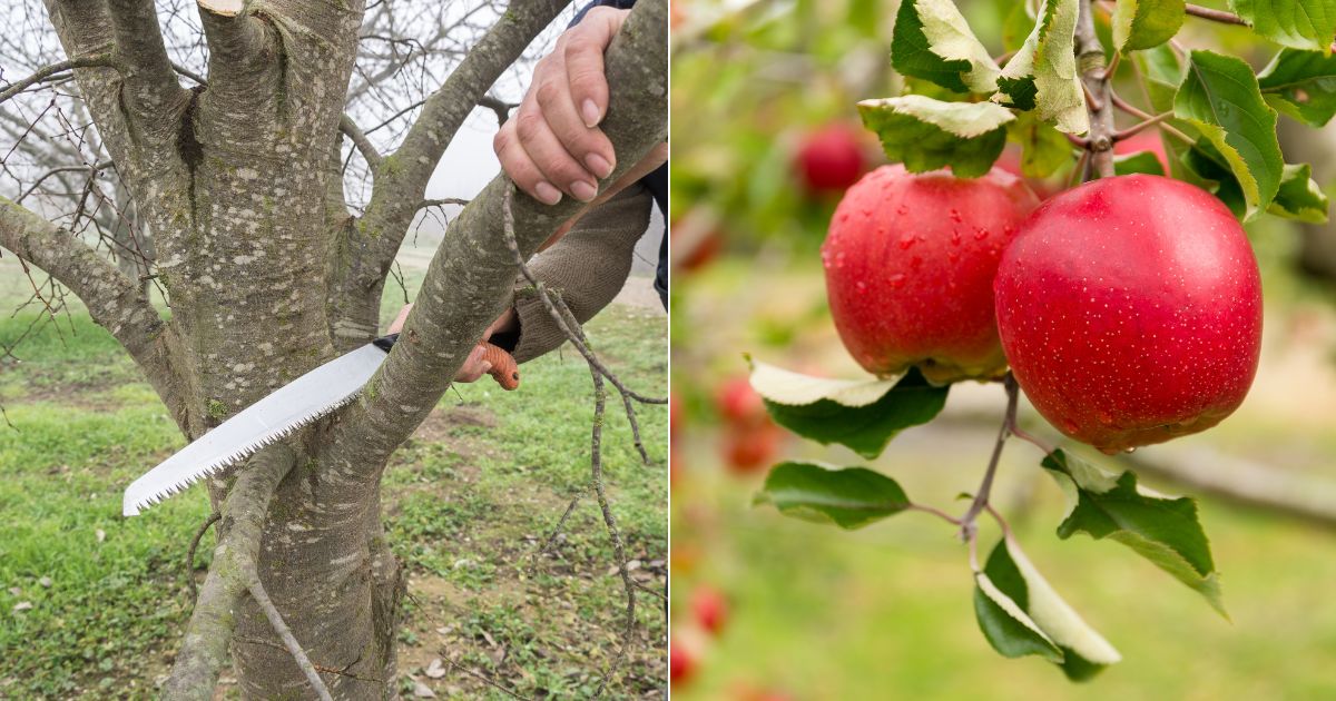 How And When To Prune Apple Trees