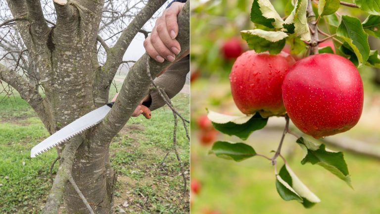 how to prune apple tree