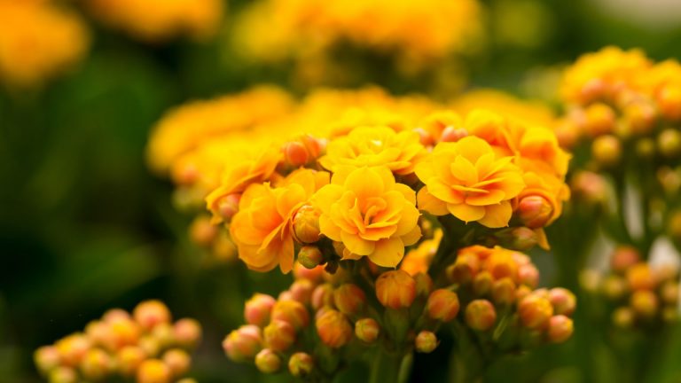 photo of blooming kalanchoe