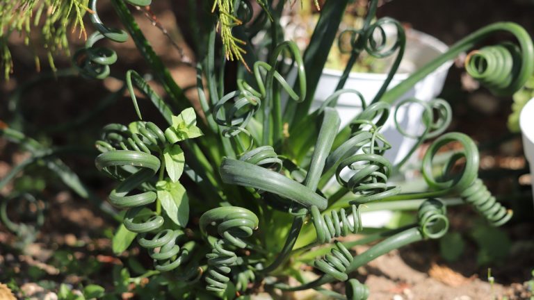 frizzle sizzle plant