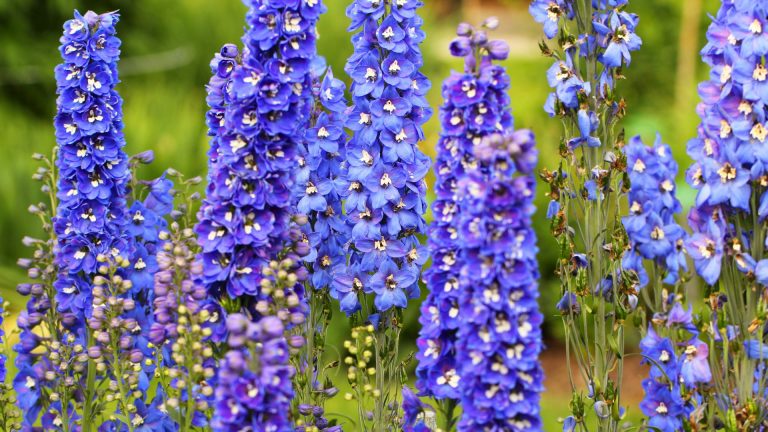 blue Delphiniums