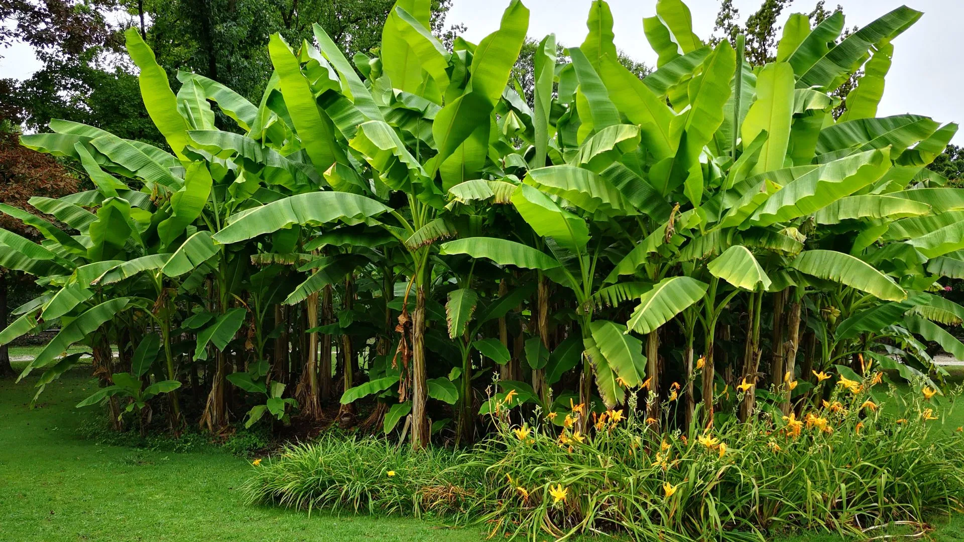 how to grow banana trees