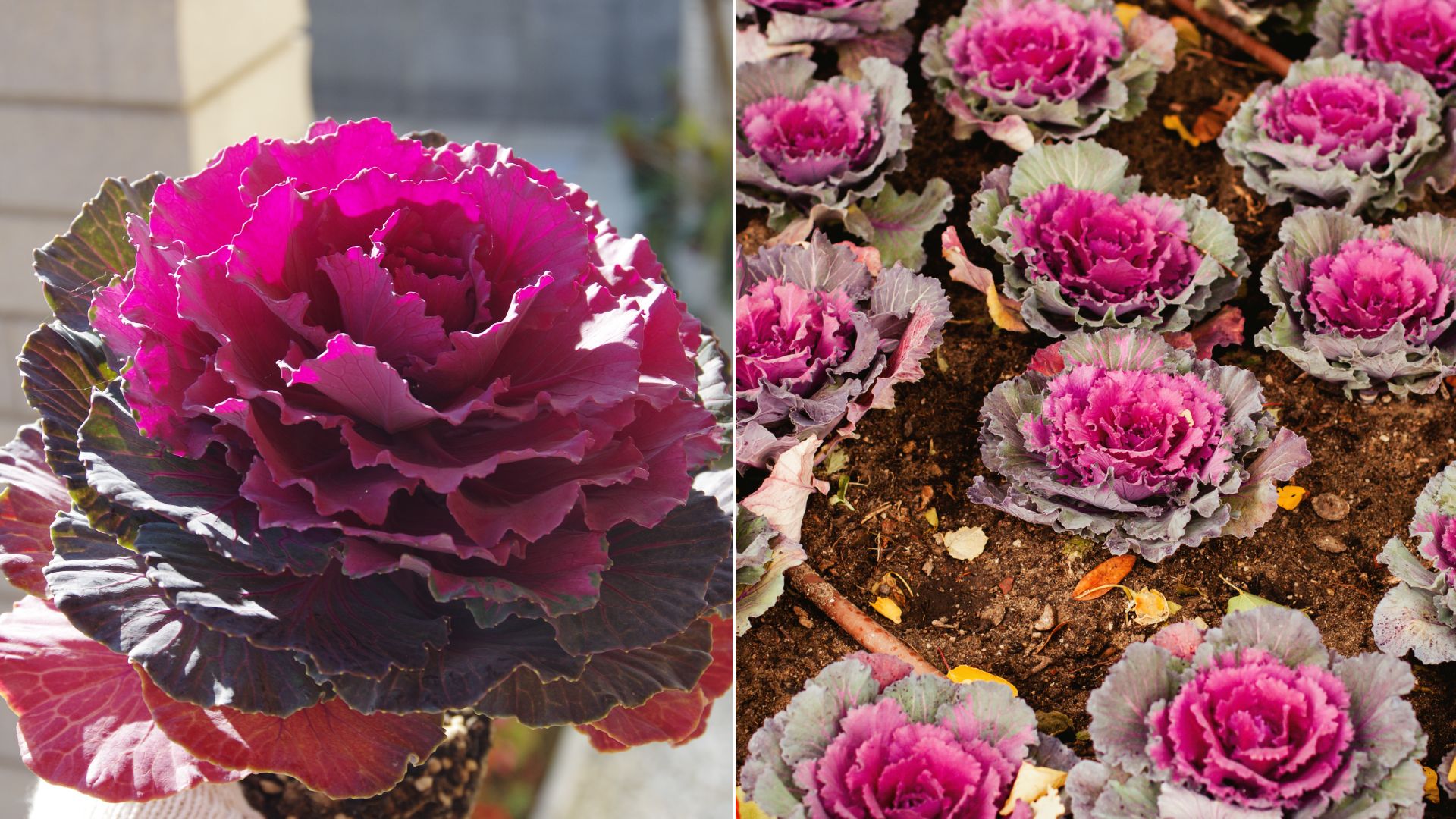 How To Grow Ornamental Cabbage For A Color Boost In Your Winter Garden
