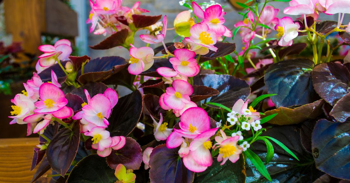 How To Overwinter Begonias Indoors how-to-overwinter-begonias-indoors