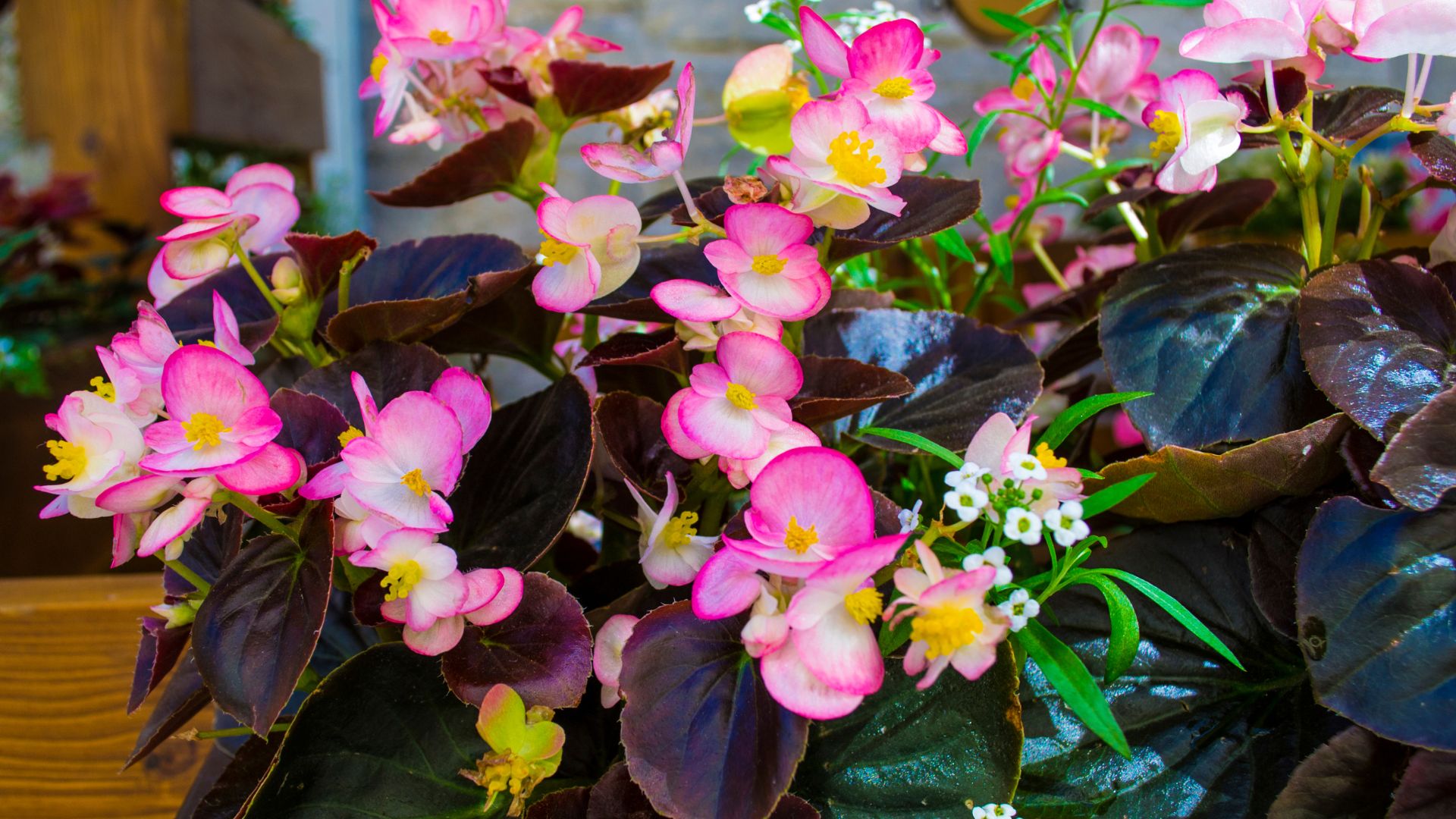 How To Overwinter Begonias Indoors