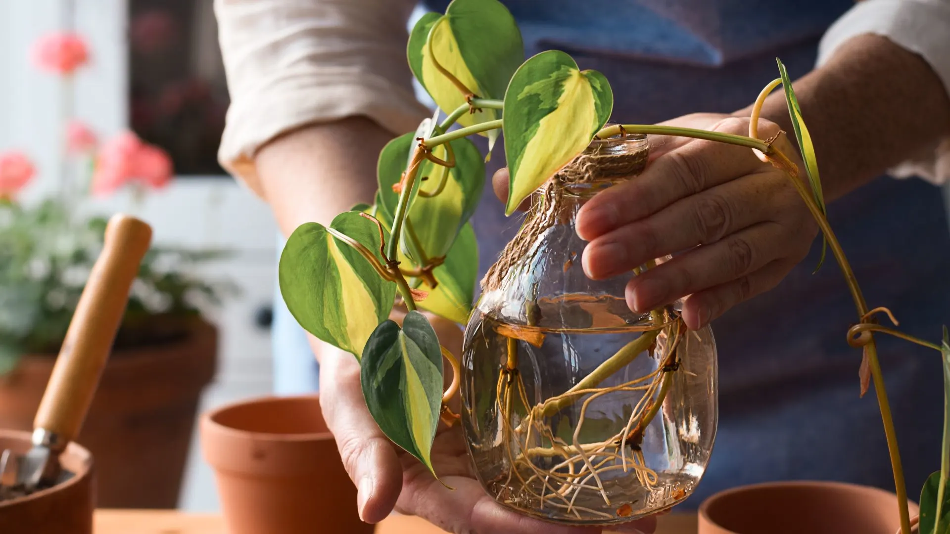pothos plant in a jar