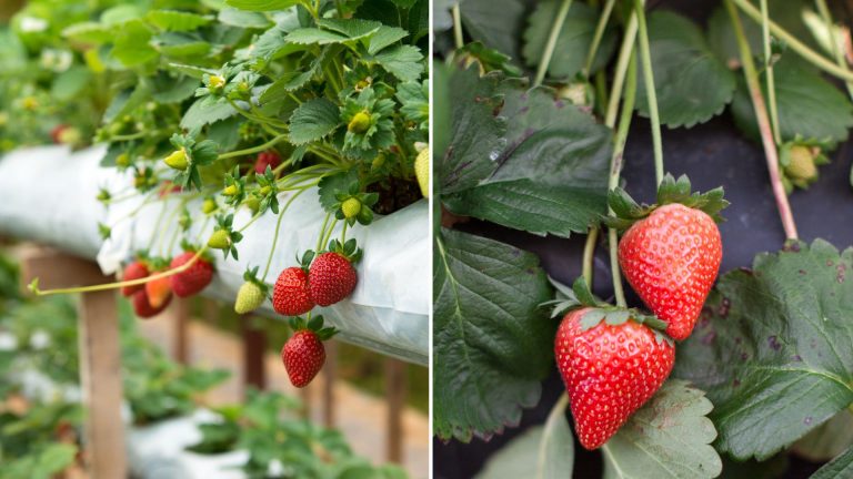 photo of strawberries