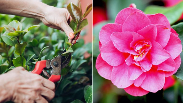 how to prune your camellias