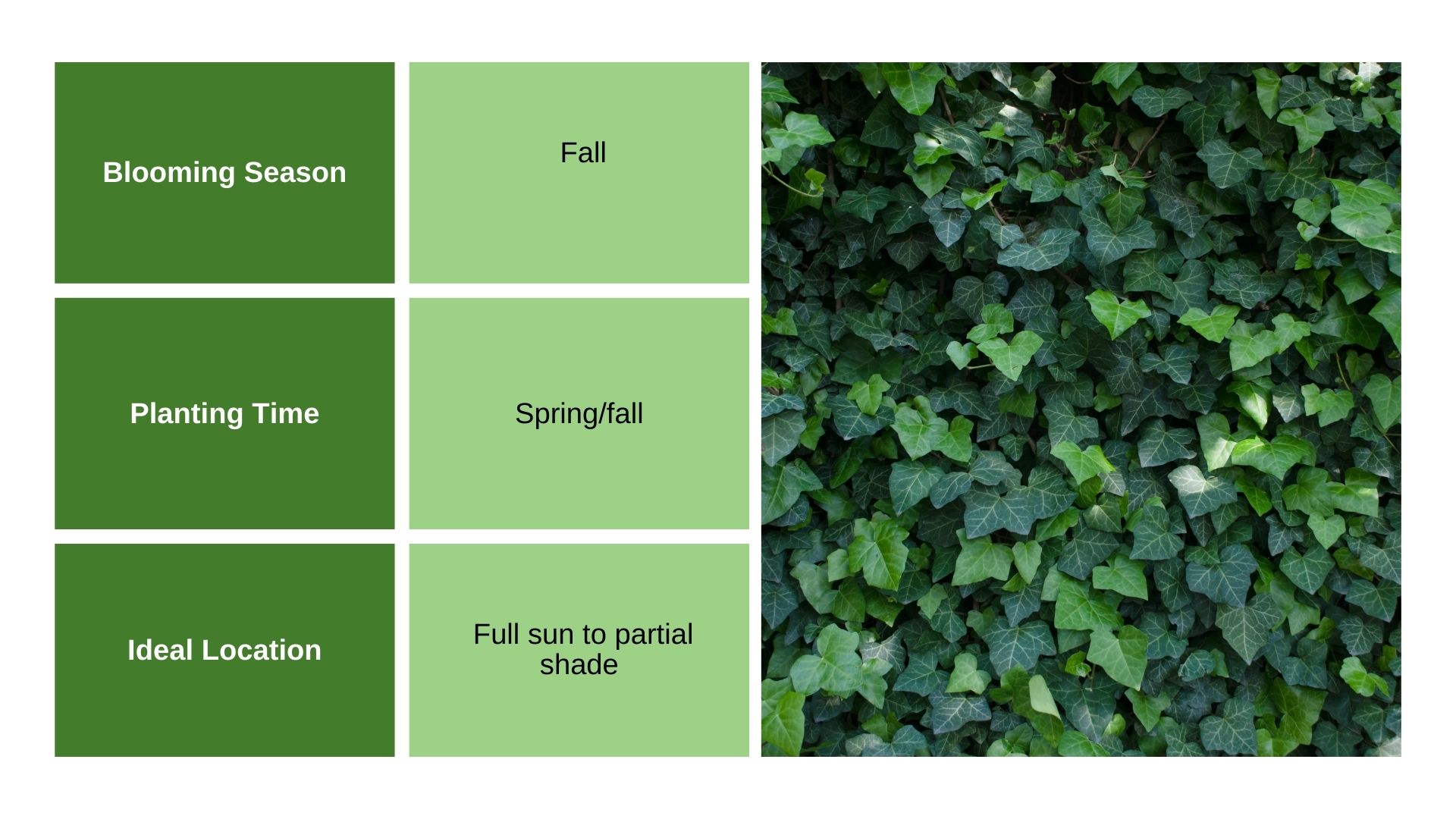 _Ivy info chart and plant photo