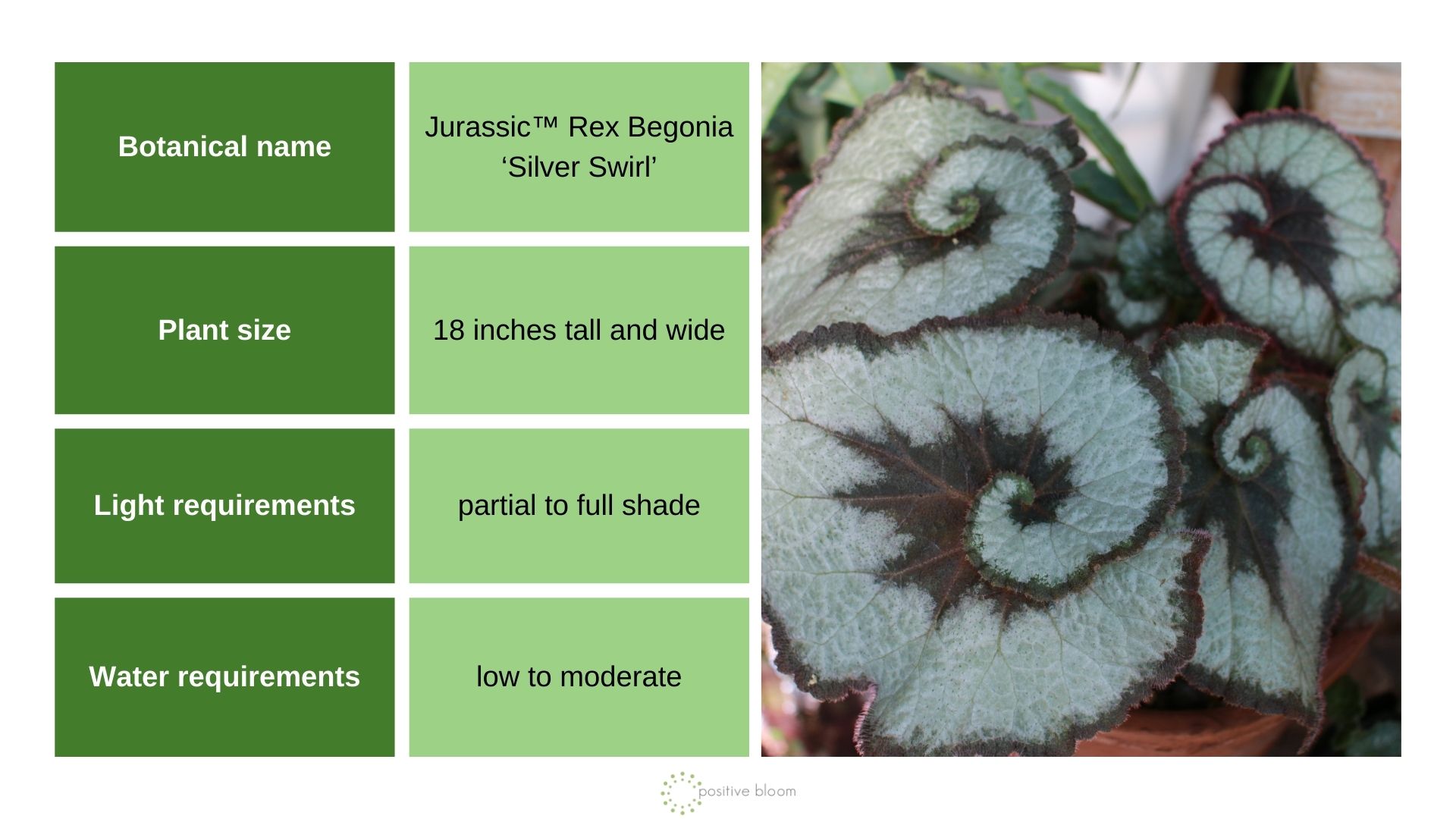 Jurassic ‘Silver Swirl’