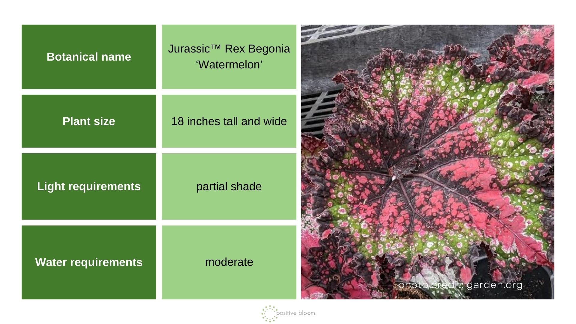 Jurassic ‘Watermelon’