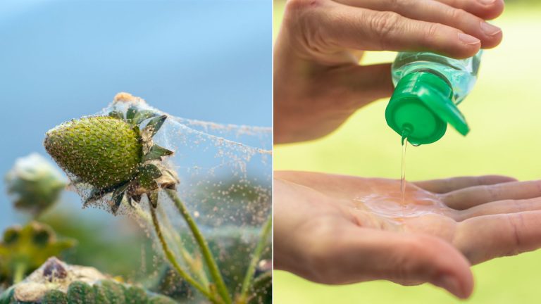 keep spider mites off