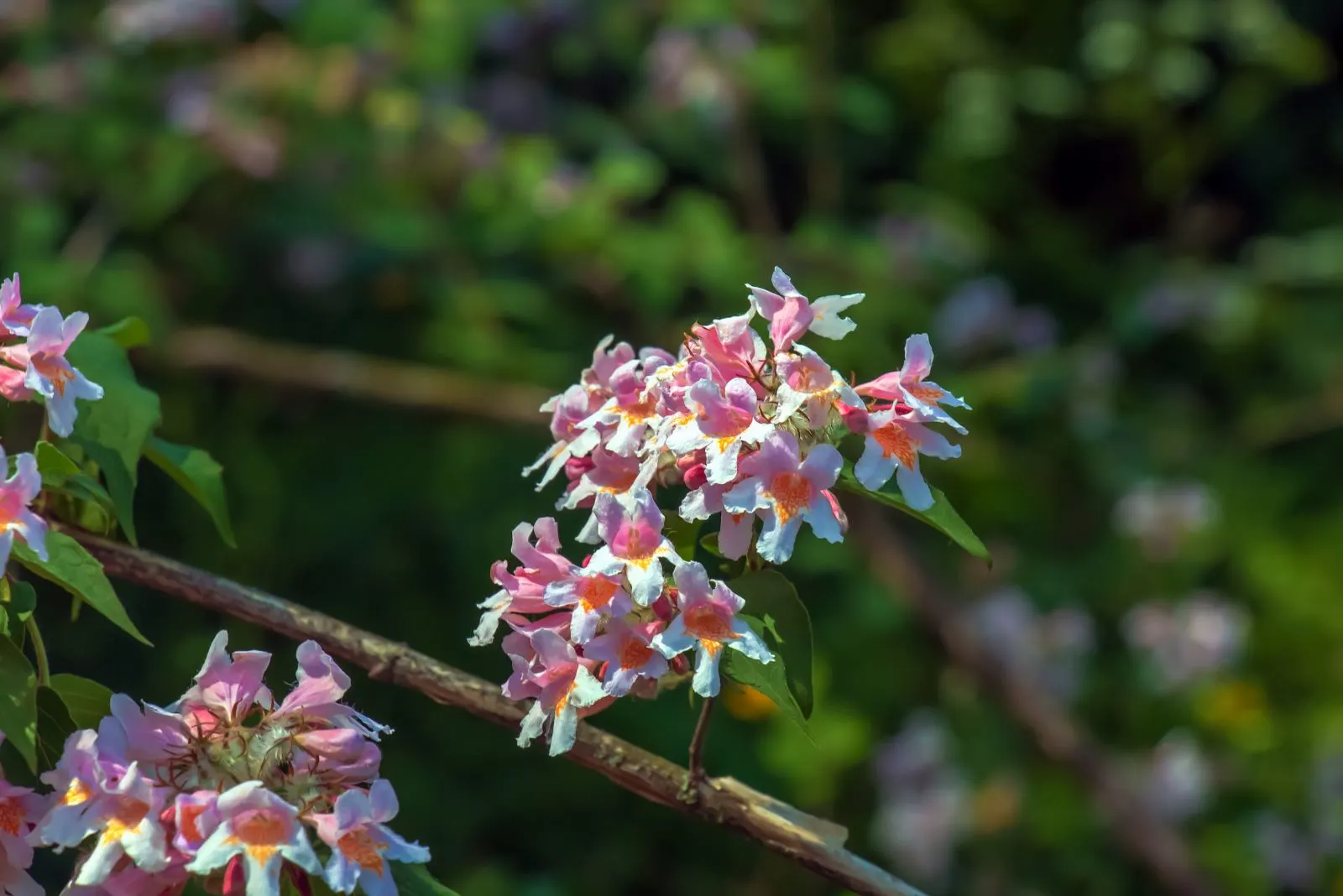 Kolkwitzia amabilis pink blossoming beauty bush
