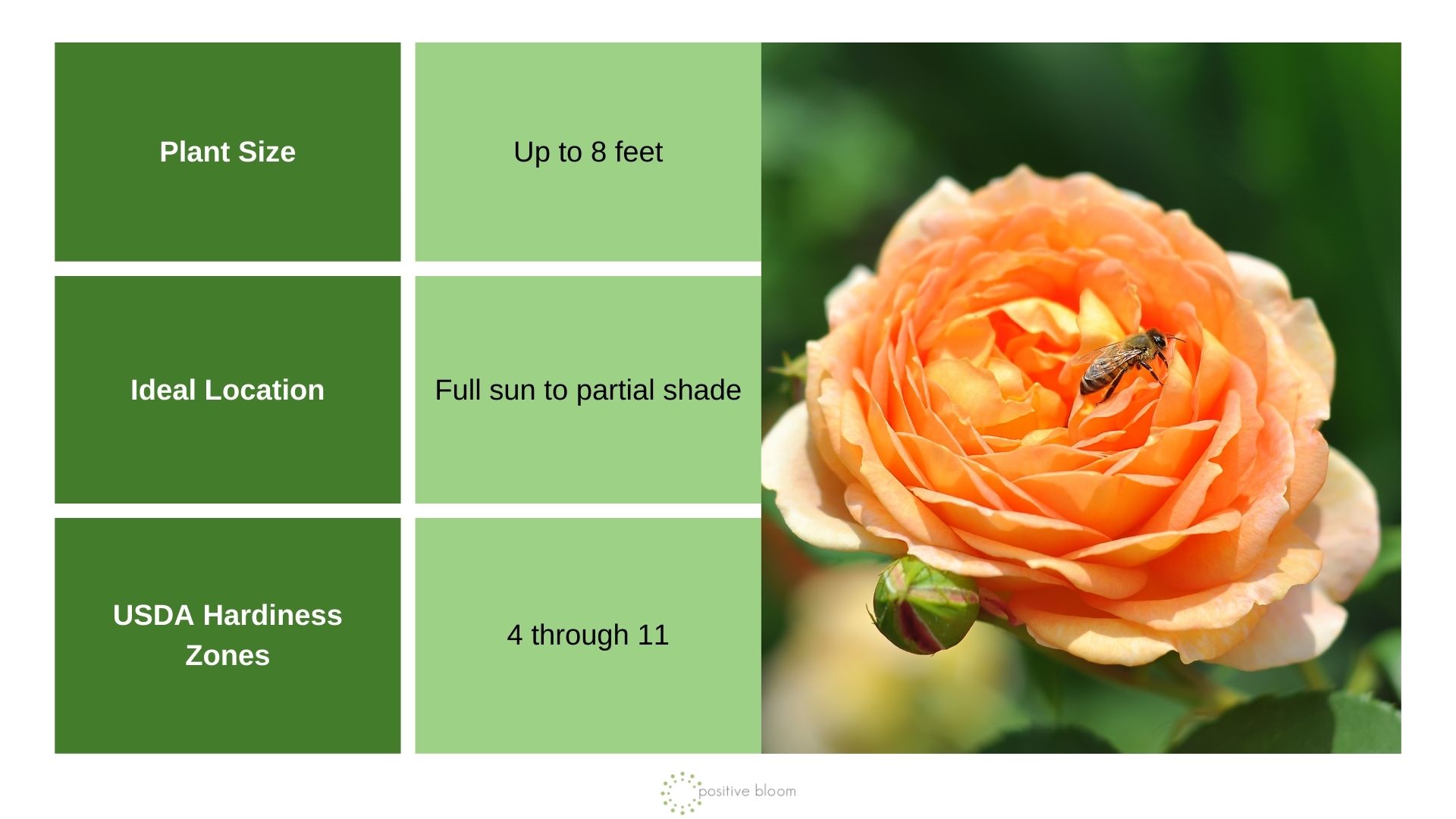 Lady Of Shalott rose info chart and photo