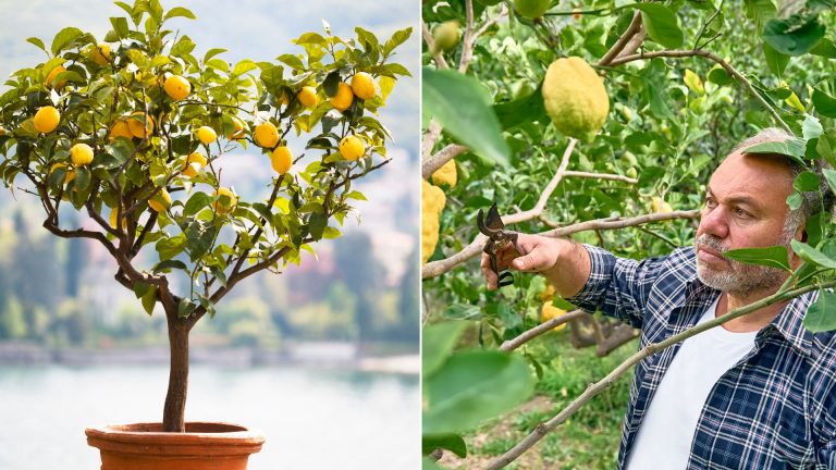 lemon tree and guy pruning it