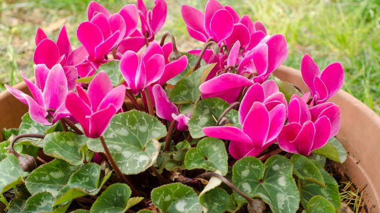 cyclamen plant