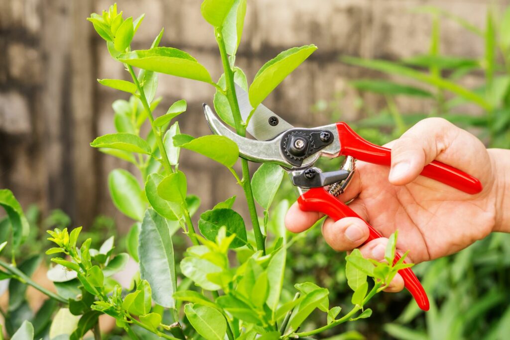 Man cutting a lime tree with clippers