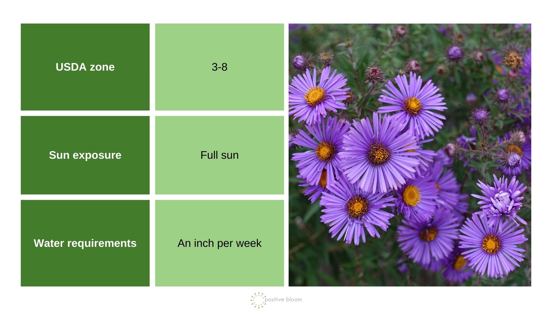 October Skies' aster info chart and photo