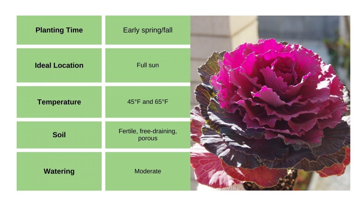 How To Grow Ornamental Cabbage For A Color Boost In Your Winter Garden