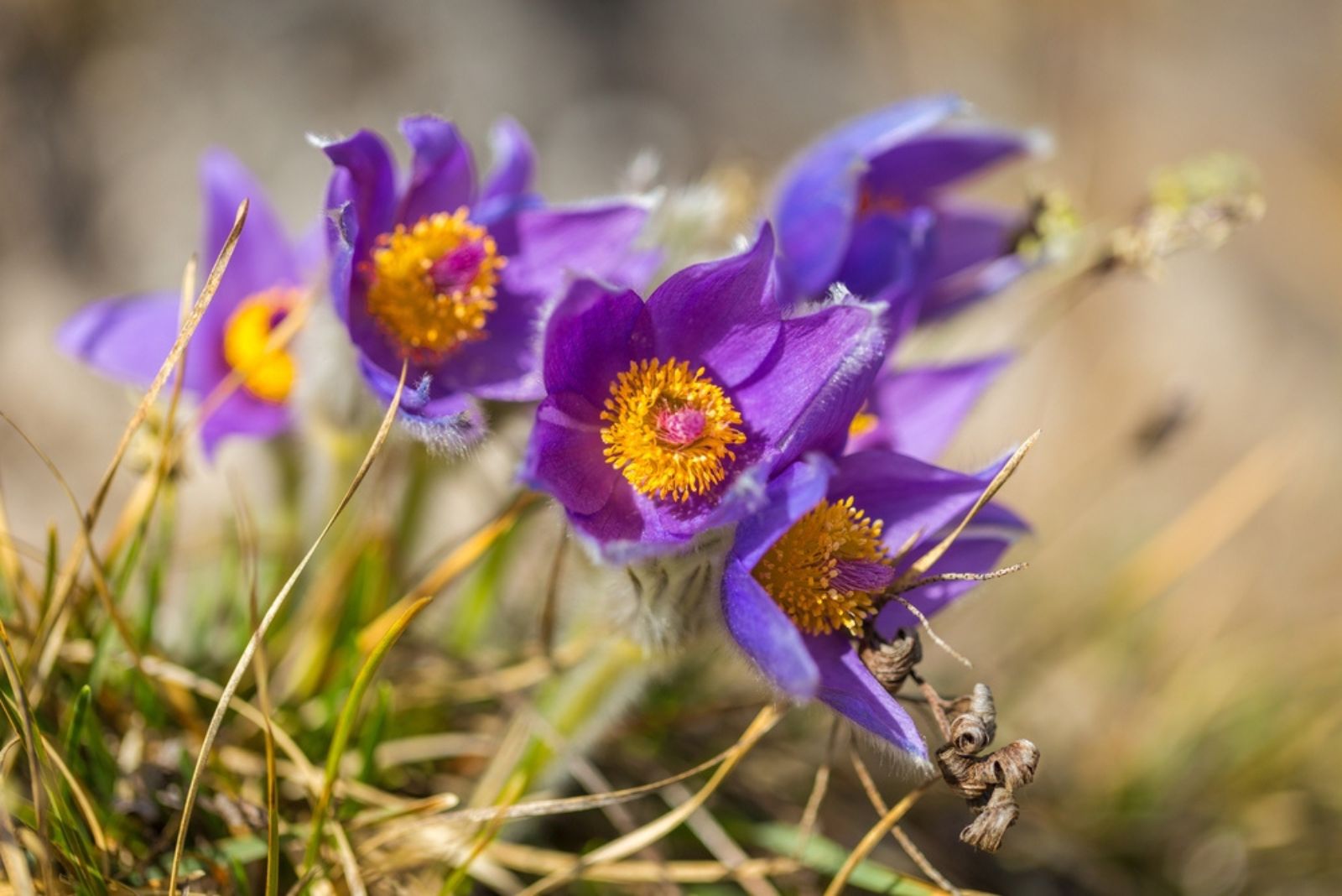 Pasque Flowers