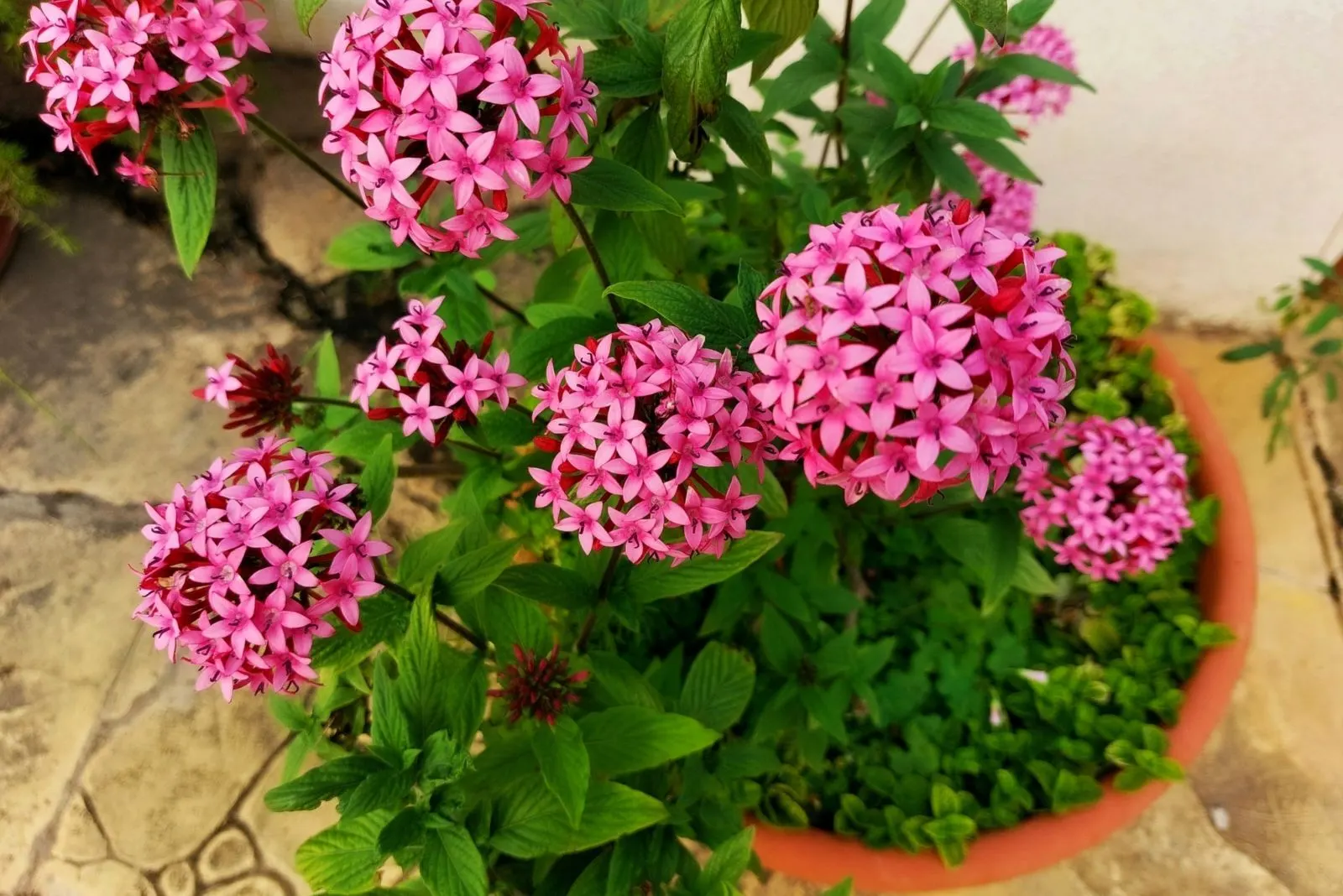 Penta flower in a pot
