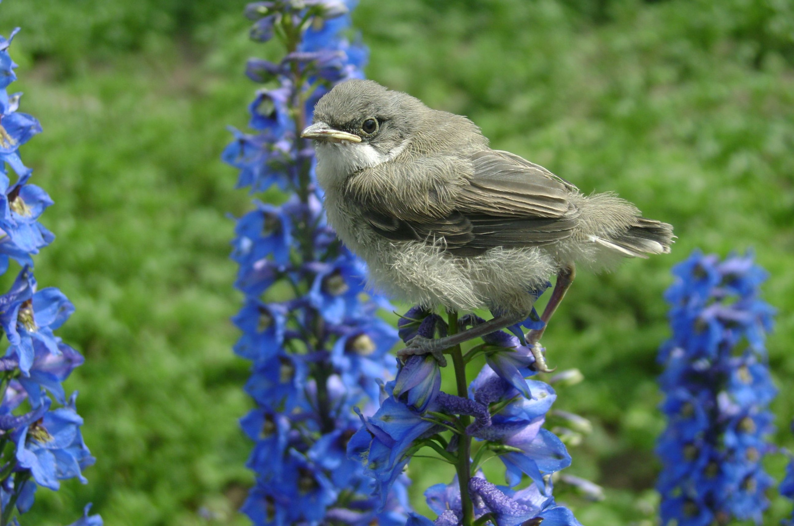 Pests on a delphinium