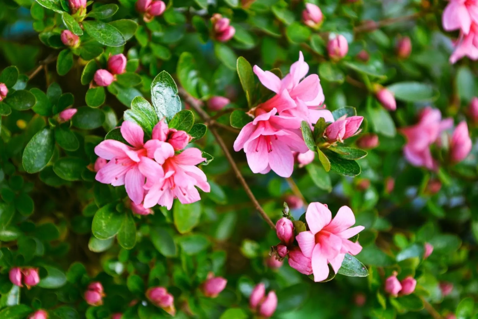 Pink azalea flowers
