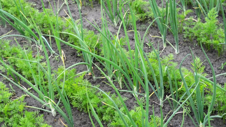 Plant Them Together! Onions & Carrots Are The Perfect Couple