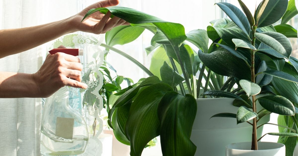 Proper Way To Overwinter Container Plants Indoors