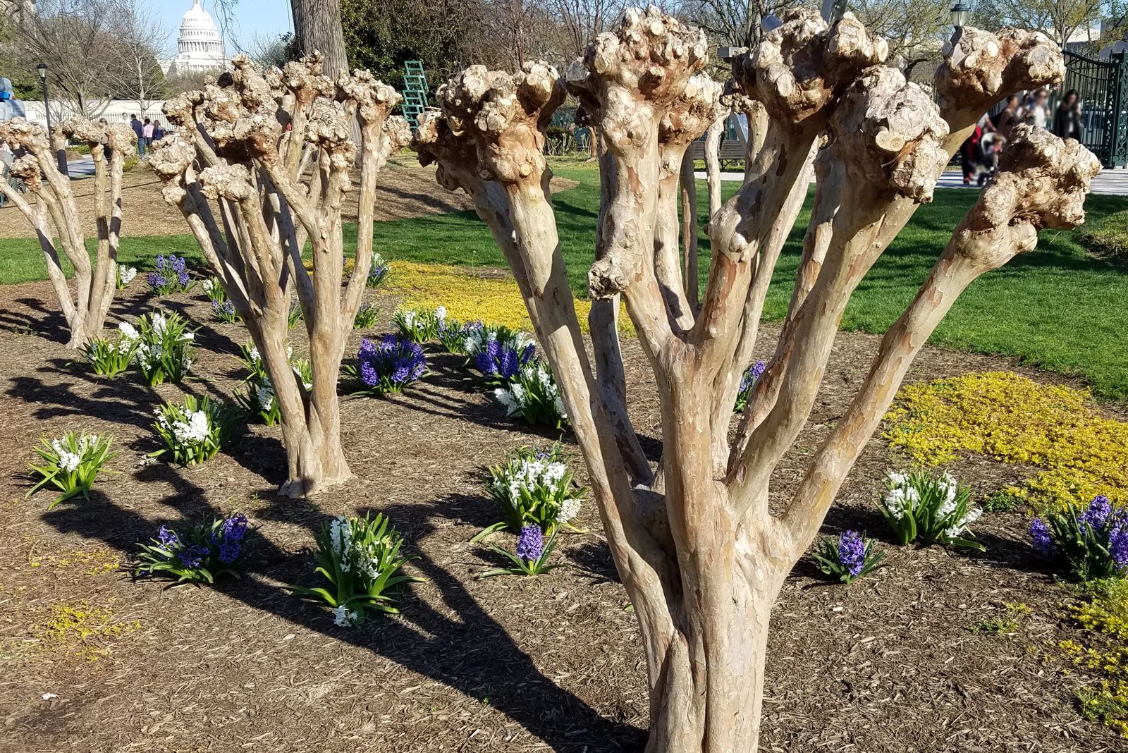Pruned Crape Myrtle tree trunks in a flower bed ready to start blooming