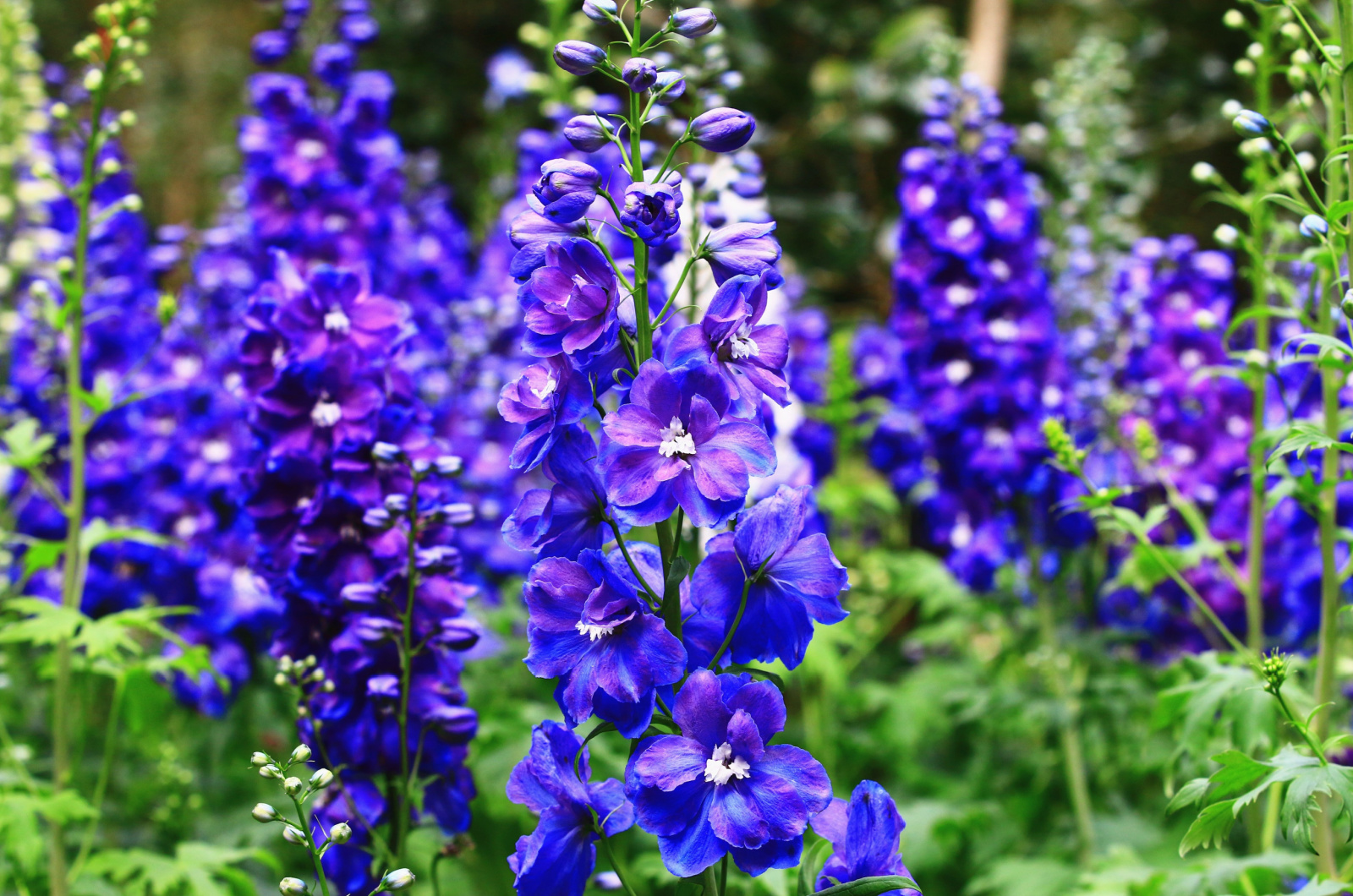 Purple Delphiniums