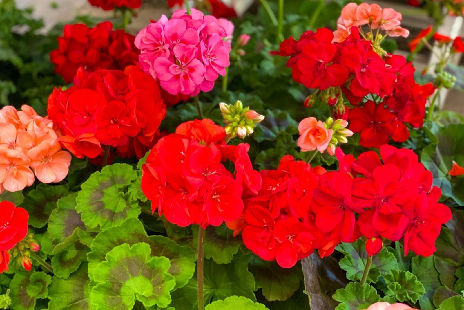 Red Garden Geranium Pelargonium Flowers