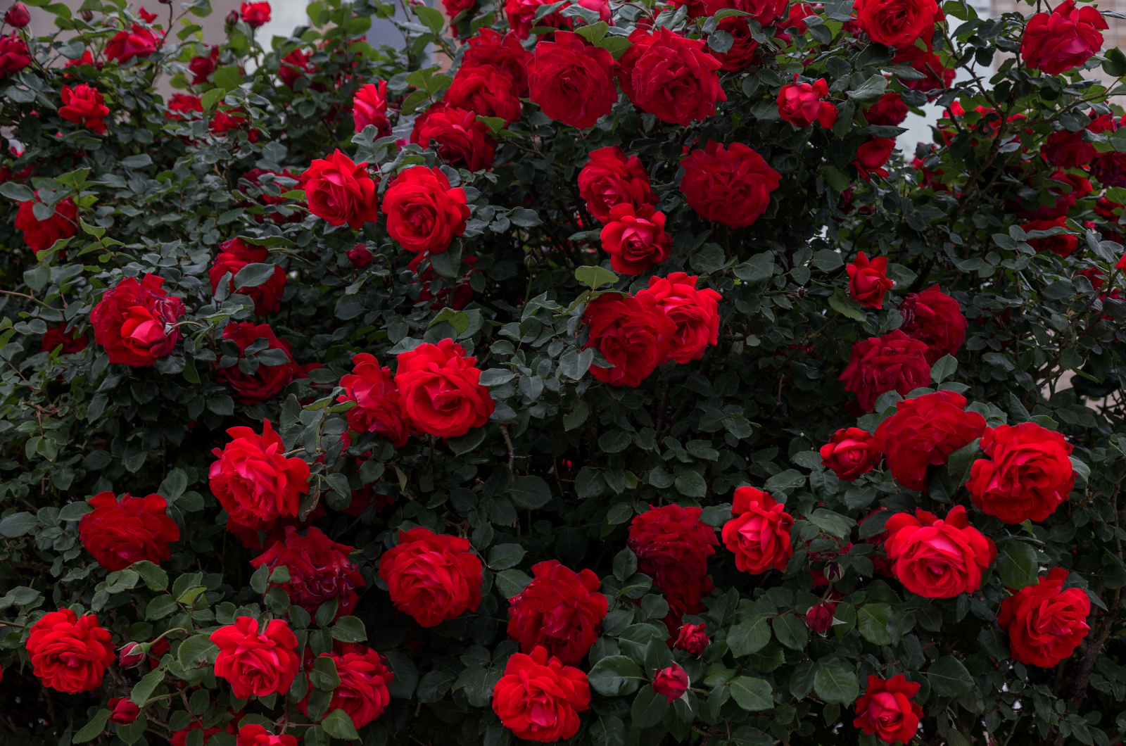 Red rose bush