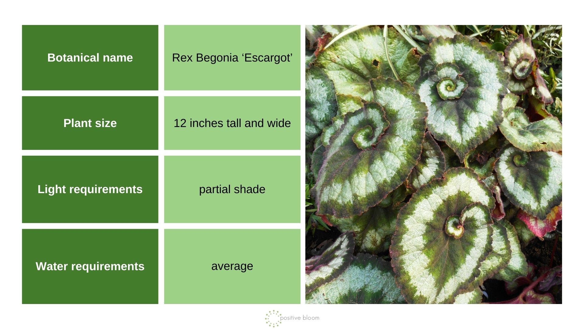 Rex Begonia ‘Escargot’