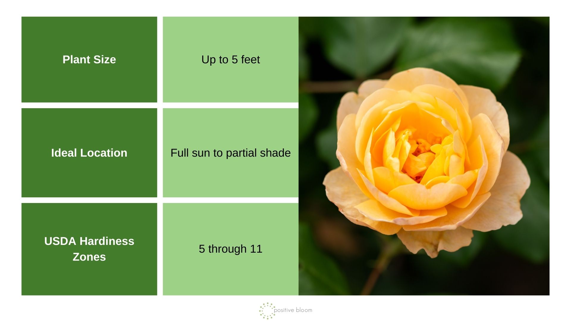 Roald Dahl rose info chart and photo