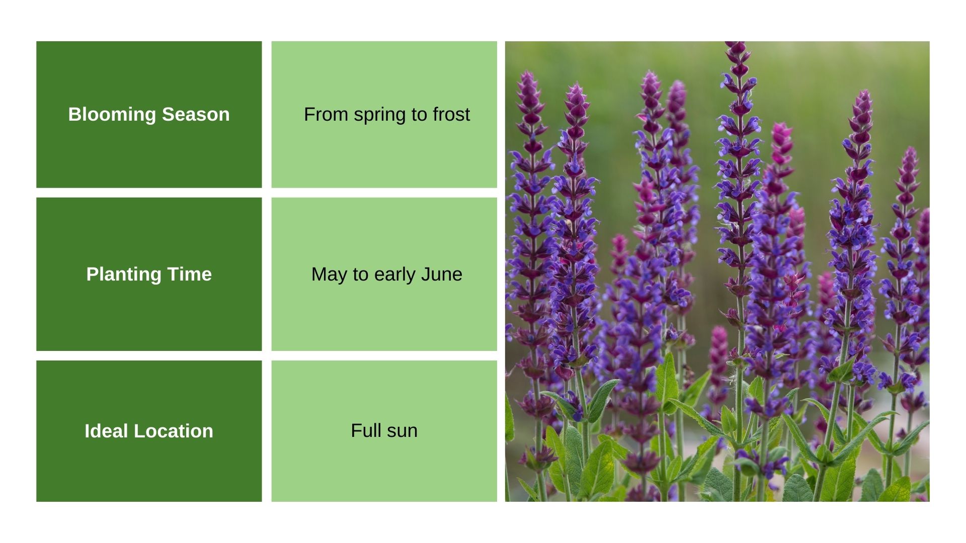 Salvia info chart and plant photo