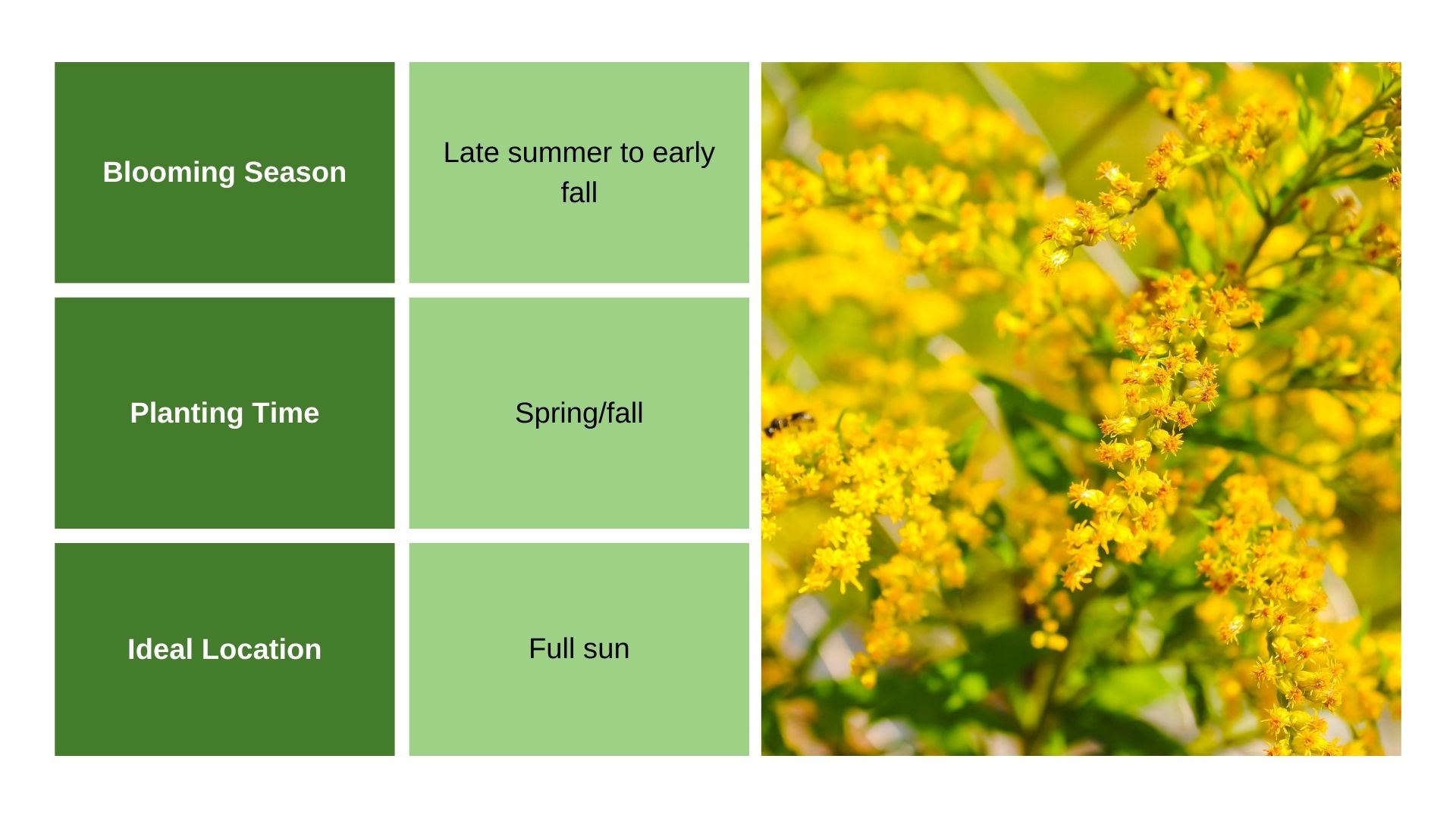 Solidago info chart and plant photo