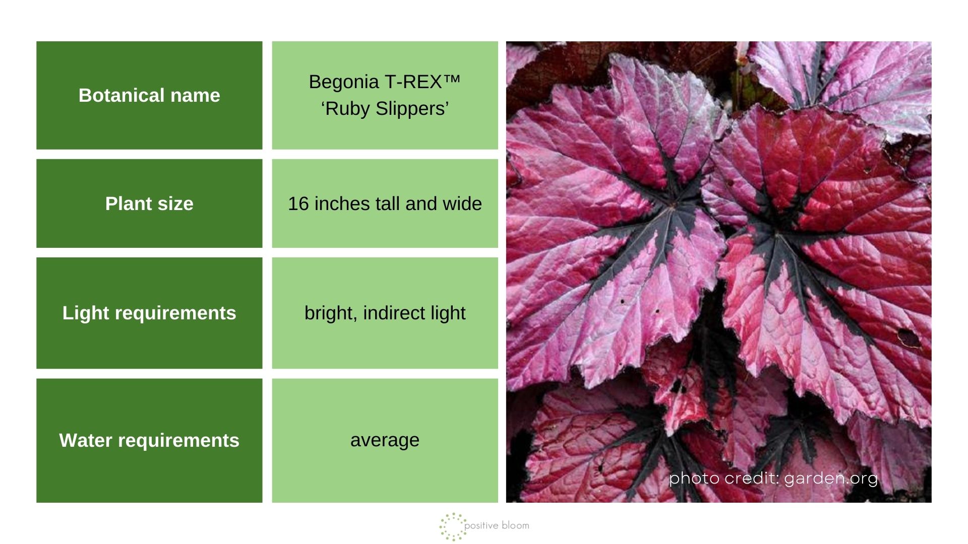 T-Rex ‘Ruby Slippers’